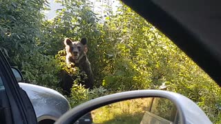 Bears Scared Away From Stealing Roadside Lunch