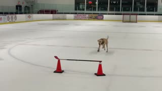 Ice skating dog performs incredible double jump