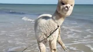 Alpaca Plays at the Beach