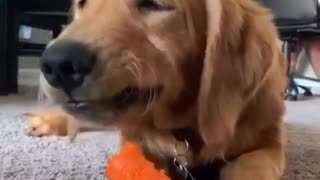 Golden Retriever puppy's favorite snack is a carrot stick