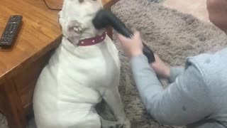 English Bulldog Loves to Get Vacuumed