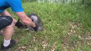 Long Neck Snapping Turtle Saved
