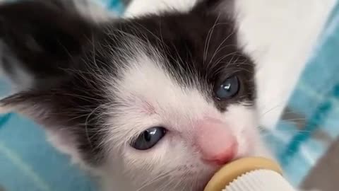 Lovely Baby Cat
