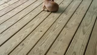 Puppy Plays Tag With Itself