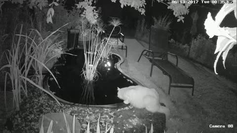 Fish startles cat drinking from backyard pond