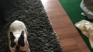 Playing Fetch With A Frenchie