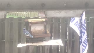 Hungry Bluejay
