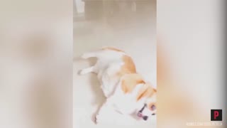 Funny dog acting like an actor