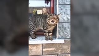 Cats talking - these cats can speak english better than human