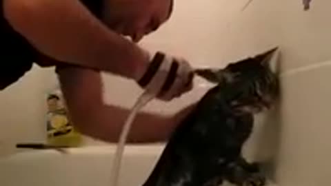 Obedient Cat Actually Enjoys Taking A Bath