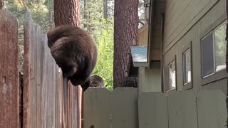 Baby Bears Balance on Fence