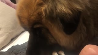Delightful Laughter as Doggy Licks Baby Clean