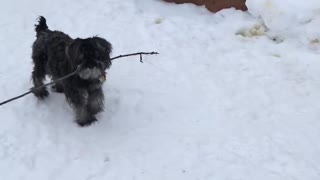 Puppy and stick