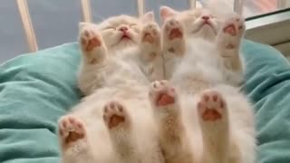 💗💗💗 Adorable, fluffy little kittens sleeping soundly 💗💗💗