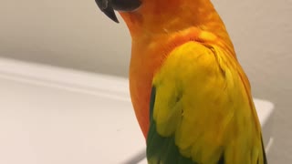 Parrot Loves Listening to Washing Machine