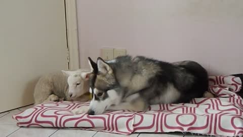 A Husky falls in love with a Lamb