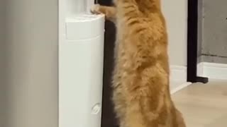 That's What Intelligent Cat Do When Had Thirst