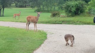 Wild deer really wants to play with this puppy
