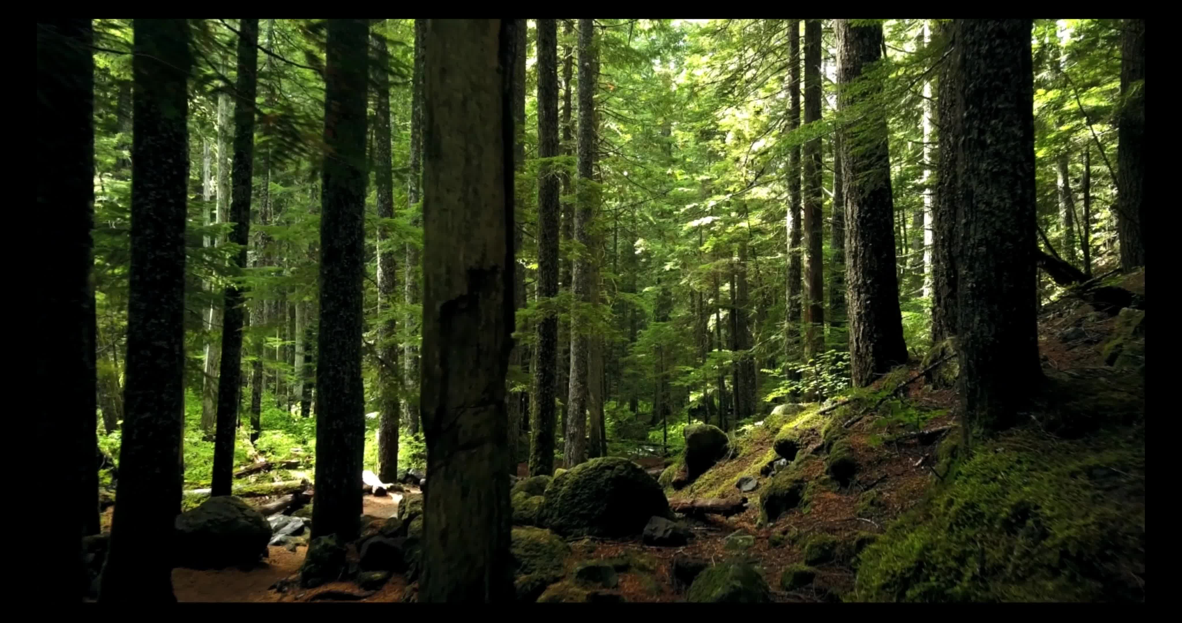 Короткое видео леса