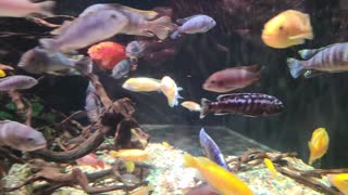 The fish in the aquarium are swimming.