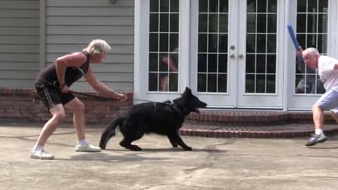 Guard Dog Training video