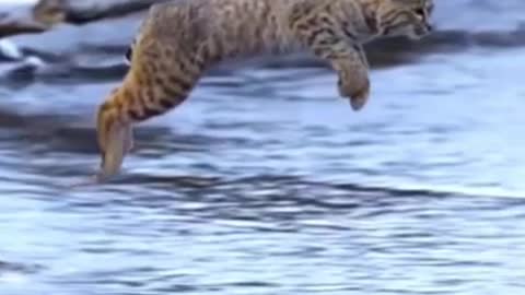 Tiger Pub Jump Viral Animals Video Clip Funny Animals