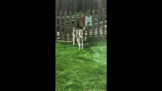 Determined husky finds a way to get over this fence