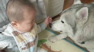 Husky preciously watches over sweet baby boy