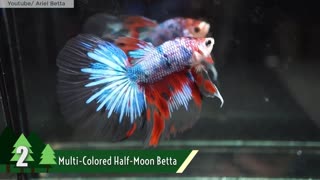 Most Beautiful Betta Fish in the World