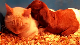 The Most Adorable Baby Goat and Farm Cat Snuggle