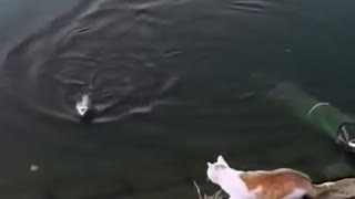 The cat saved a drowning fish he's a hero