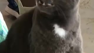 Cat Has a Sneezing Malfunction