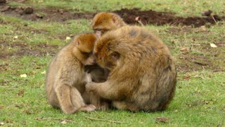 funny monkey - Monkeys playing together