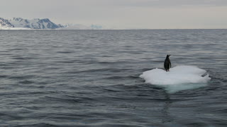 Penguins Battle for Iceberg Perch
