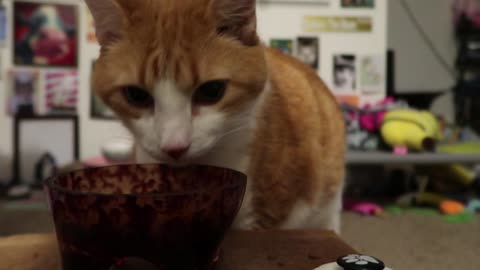 Cat crunches on dinner