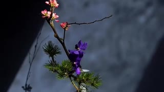 Traditional Chinese Flower Arrangement/Flower Art/relaxing/1