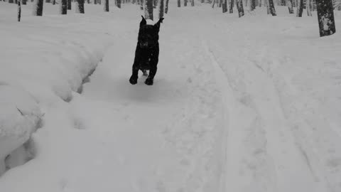 Labrador Archie Winter walk