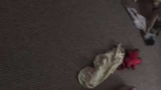 Cute puppy plays with her rope