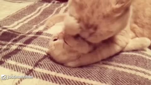 Mama Cat Cleaning Her Cute Baby Kitten
