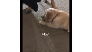 Clever German Shepherd tricks puppy into getting toy back