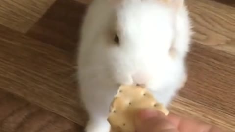 little fluffy bunny eating cookies
