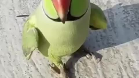 Crazy parrot talk...