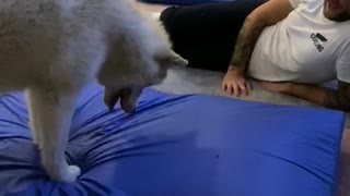 Husky Confused by His Bed Squeaking
