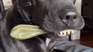 Goofy Dog Holds Toothbrush Bone In Hilarious Fashion