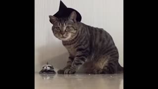 Magical cat getting food!
