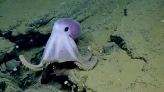 Cutest Octopuss Ever