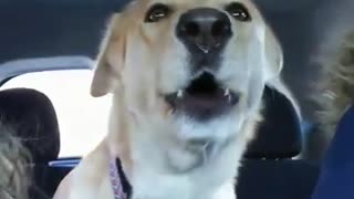Dog literally screams in excitement for the dog park