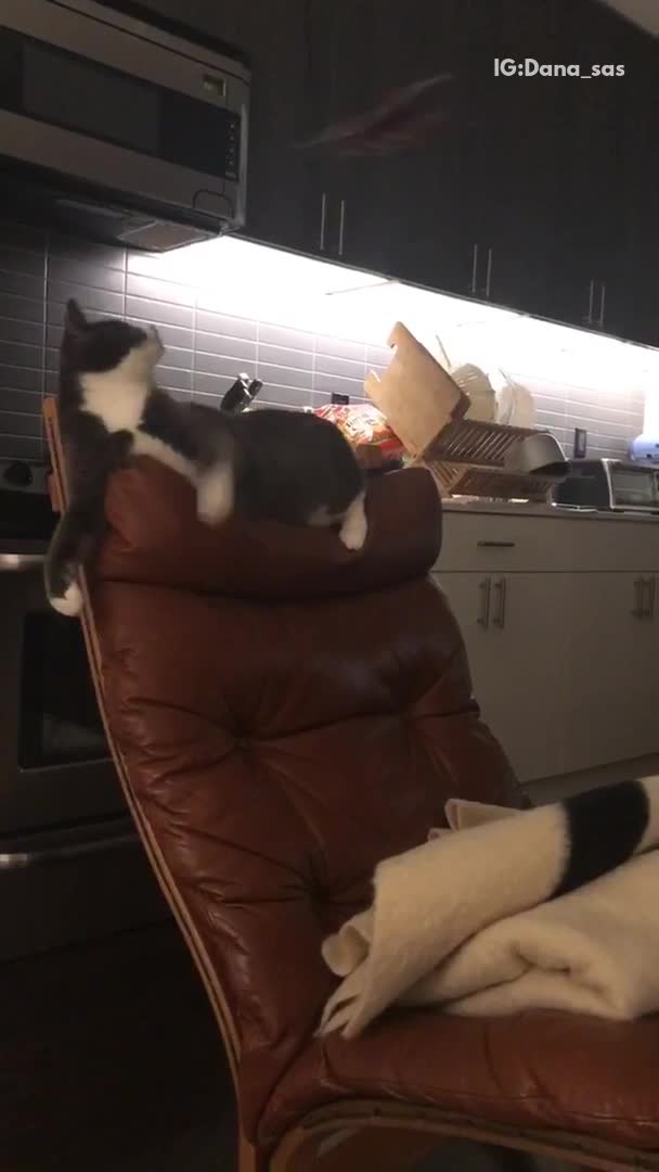 Cat falls off chair