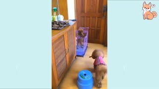 Cute Funny and Smart Dogs Compilation 2021