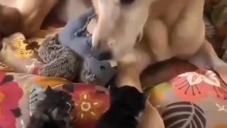 Dog taking care of kittens.